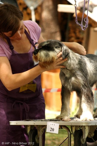 2012-07-01 B & B - Bedlington & Bichon Fun Day (47)_1000x1500.jpg